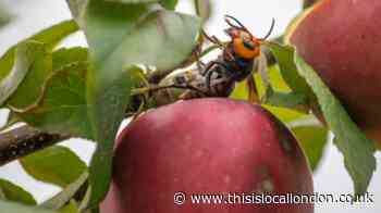 Killer Asian hornets UK: Warning to Brits over 'fresh wave'