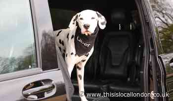 Uber launches new service for pets in the UK today