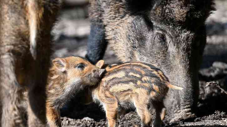 Auch drei Jahrzehnte nach dem Reaktorunglück: Wildbret und Pilze radioaktiv belastet
