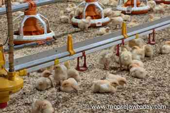 Agrimart: Saskatchewan sees Avian Flu for first time in 15 Years - Moose Jaw Today