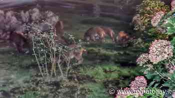 Primavalle, i cinghiali devastano un'aiuola commemorativa