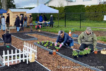 PHOTOS: Oaklands community gets growing with new garden plots in Victoria – Saanich News - Saanich News