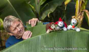 Where's WInnie corgis at Eden in Cornwall for Queen's Jubilee - Falmouth Packet