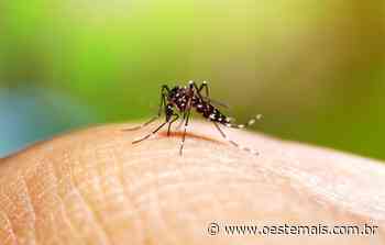 Faxinal dos Guedes decreta situação de emergência por causa da dengue - Oeste Mais