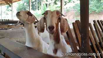 Lance no Campo: família aposta no turismo rural no interior de Faxinal dos Guedes - Lance Notícias