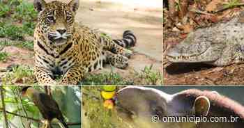 Zoobotânico de Brusque: saiba quais são os animais mais velhos do parque - O Município