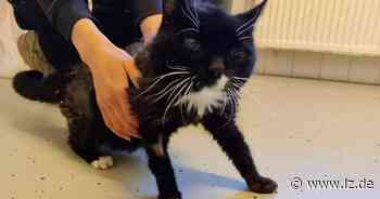 Notfall-Katze "Sam" sucht ein neues Zuhause | Lokale Nachrichten aus Detmold - Lippische Landes-Zeitung