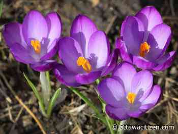 Weather: Chance of showers, high of 13 C Tuesday; sunny by Thursday