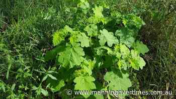 Tropical soda apple weed landholder workshops at Krambach, Coopernook and Gloucester - Manning River Times