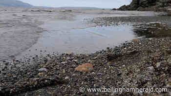 This Whatcom trail will provide access to one of the only sandy beaches in Western Washington - Bellingham Herald