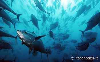 Agripesca incontra a Mazara l’assessore Scilla, si parla di fermo pesca e quote tonno - Itaca Notizie