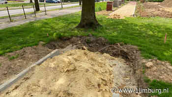 Grote boom dwarsboomt beoogd fietspad - 1Limburg | Nieuws en sport uit Limburg