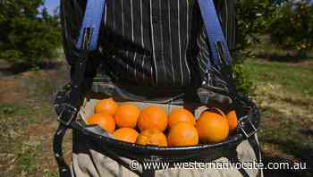 Labor's plan to woo agricultural workers - Western Advocate