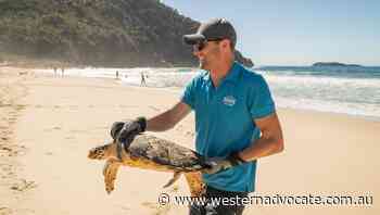 Critically endangered turtles released at Port Stephens - Western Advocate