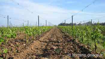 Vino, shopping a Bolgheri all'interno della Doc - Il Tirreno