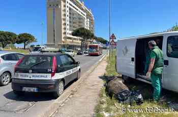 Bari, cinghiale di 200 chili morto tra le case del San Paolo: investito in viale Europa - FOTO - Telebari
