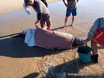 Young whale euthanased near Bluewater Bay - AlgoaFM News