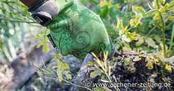 Schadstoffe in Kleingartenanlage in Aachen nachgewiesen - Aachener Zeitung