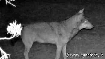 Anco Marzio e Galeria, i due nuovi lupi di Roma