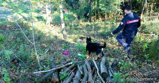 Lainate, dal bosco della droga sms «pubblicitari» a 1.400 clienti: stipendi da 3 mila euro agli spacciatori - Corriere Milano