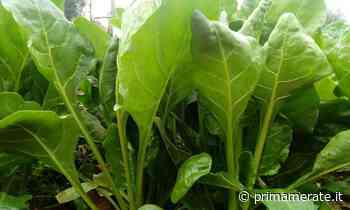 Da oggi in regalo con il Giornale di Merate la bieta verde - Prima Merate