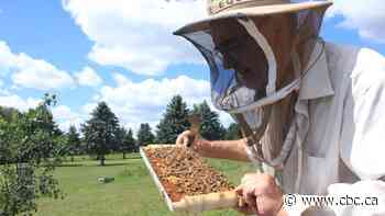 Ontario beekeepers report 'heartbreaking' colony losses due to varroa mites