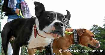 Lorient - Ses chiens avaient mordu un cheval à Plouhinec : le maître condamné - Le Télégramme