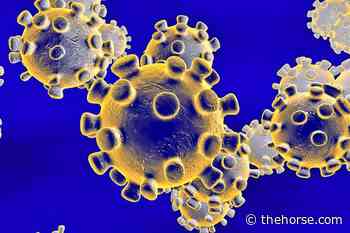 Equine Coronavirus Tops COVID-19 as Horse Health Risk – The Horse - TheHorse.com