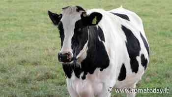 Il Campidoglio mette all’asta mucche e vitelli delle sue aziende agricole