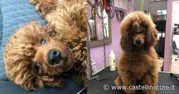 Ciampino, Hermes è tornato a casa: era finito ad Ardea - CastelliNotizie.it