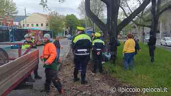 Trieste, iniziato il taglio degli olmi in strada della Rosandra: gli ambientalisti cercano di opporsi - Il Piccolo
