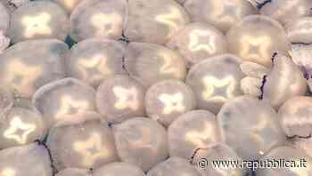 Non solo Trieste: perché il nostro mare si riempie di meduse - la Repubblica