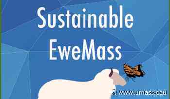 Sustainable EweMass: The Past, Present and Future of UMass Amherst Explored Through Sheep - UMass News and Media Relations