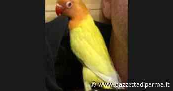 Inseparabile smarrito a Parma: chi l'ha visto? - Gazzetta di Parma