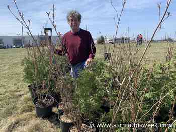Earth Week tree planting events draw large crowds - Sarnia and Lambton County This Week