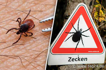Blutsauger-Alarm jetzt auch in Görlitz und Chemnitz: Das Zecken-Revier in Sachsen wächst! - TAG24