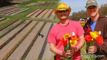 How the Dalton Farms festival of one million tulips helps preserve a family farm