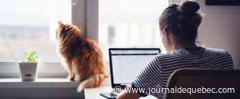 Amener pitou et minou au bureau? Une idée qui plaît