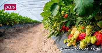 Lampertheim: Erdbeerernte hat begonnen - Echo Online