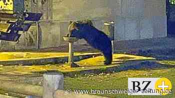 Braunbär in Italien: Ein Dorf lebt seit Monaten in Angst