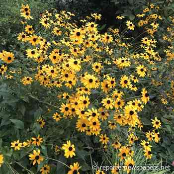 The Environmental Gardener: Use plants that will attract pollinators to your garden - Reporter Newspapers