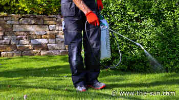 I’m a gardener – the easy way to kill weeds WITHOUT using chemicals... - The US Sun