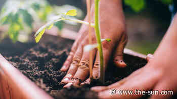 I’m a gardener – You can save money and keep your plants healthy by filling planters with this free trick –... - The US Sun