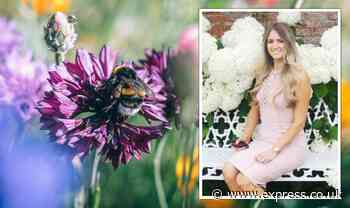 'So easy': Gardener's World guru's garden must-haves - attract bees with 'great seeds' - Express