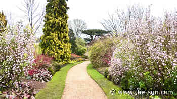 I’m a gardener – seven top tips to create a cheap garden pathway on your lawn that WON’T require diggi... - The US Sun