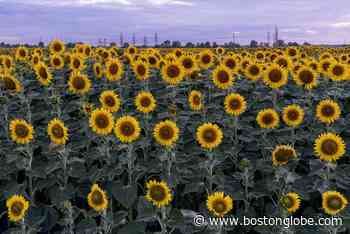 Ask the Gardener: Growing sunflowers to support Ukraine - The Boston Globe