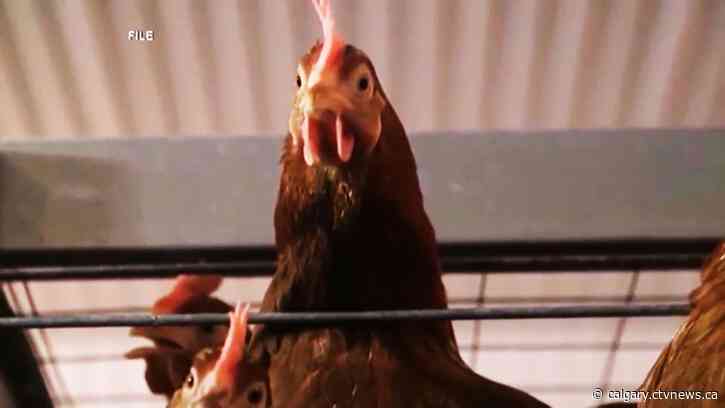 Avian flu now in 18 domestic flocks in Alberta: CFIA
