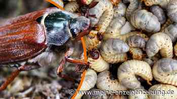 Engerlinge werden jetzt zu Maikäfern: Plage droht 2022