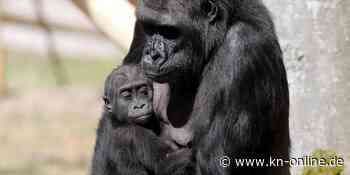 Trauer im Rostocker Zoo: Gorillajunge Moyo trotz Operation gestorben