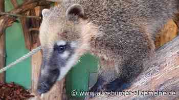Augsburg: Zoo holt "unerwünschte" Nasenbären nach Augsburg | Augsburger Allgemeine - Augsburger Allgemeine